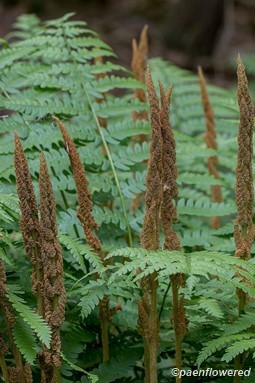 Sporangia and fronds